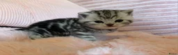 British Shorthair cats for sale: Beautiful bsh kittens  - Advert 9