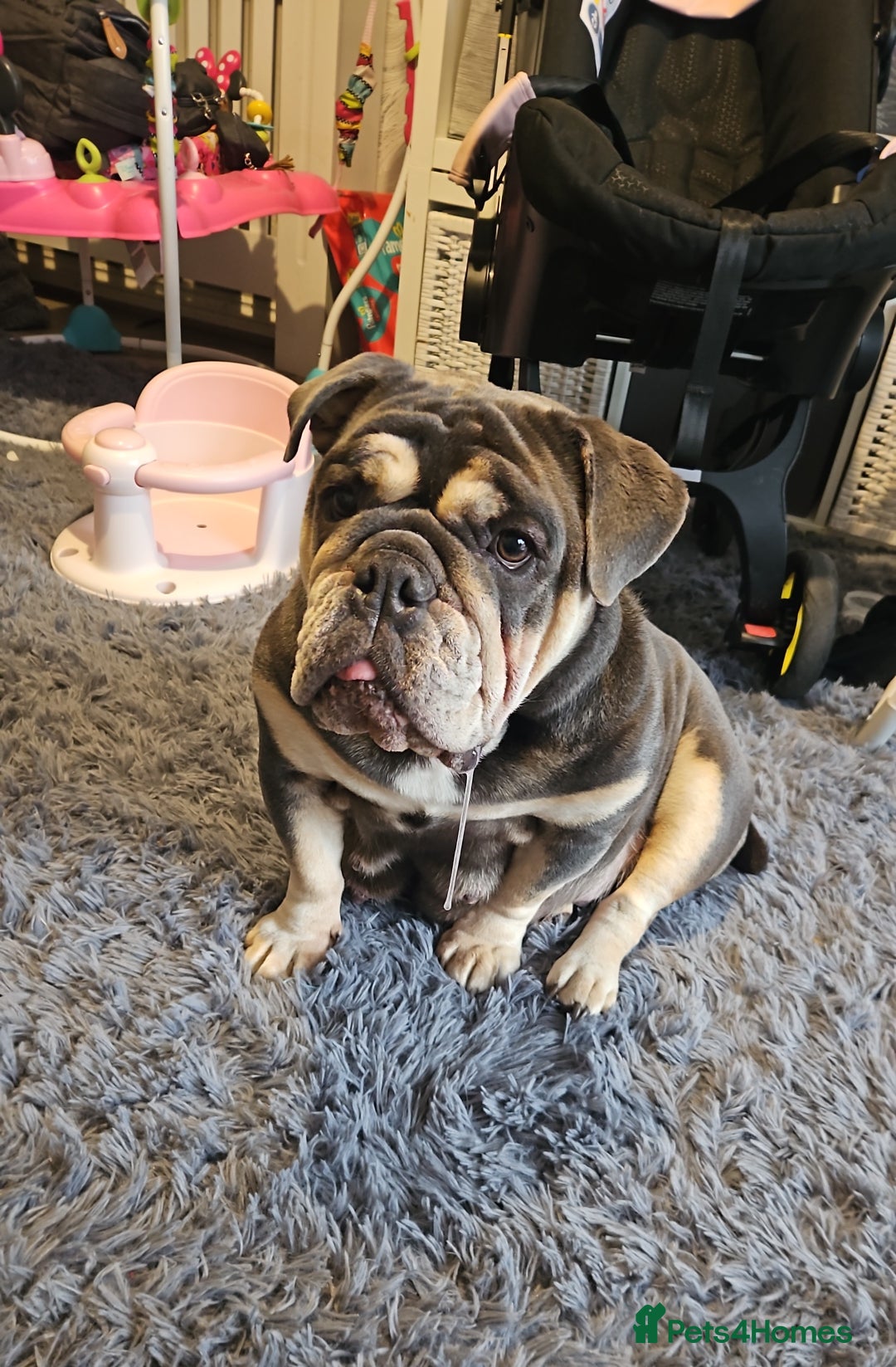 English Bulldog dogs for sale: 4 KC registered English bulldogs  - Advert 7