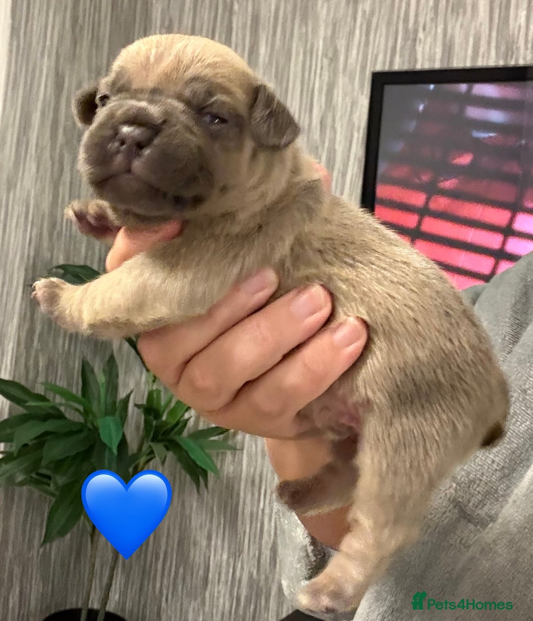 French Bulldog dogs for sale: French bulldog puppies - Advert 6