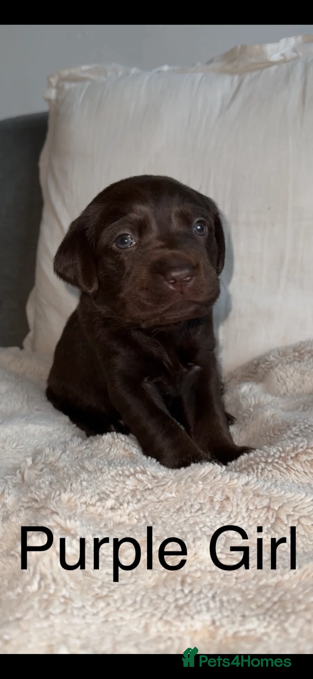 Labrador Retriever dogs for sale: Stunning chocolate Labrador puppies  - Advert 6