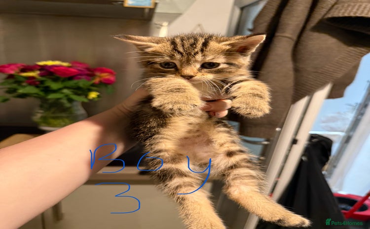 Mixed Breed cats - Advert 2