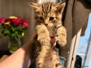 Mixed Breed cats - Advert 32