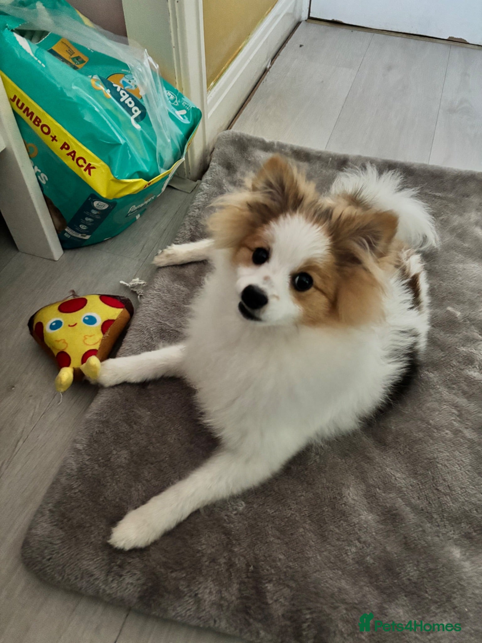 Pomeranian dogs Puppy needs re-homing. - Advert 1