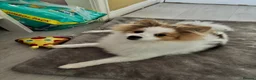 Pomeranian dogs for sale: Puppy needs re-homing. - Advert 1