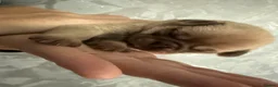 Pug dogs for sale: pedigree pug puppy’s  - Advert 7