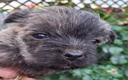 Cairn Terrier dogs for sale: Cracking litter of Cairn terriers - Image 2