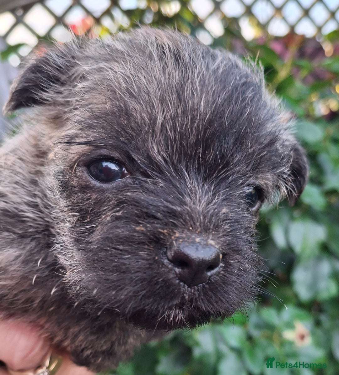 Cairn Terrier dogs for sale: Cracking litter of Cairn terriers - Image 2