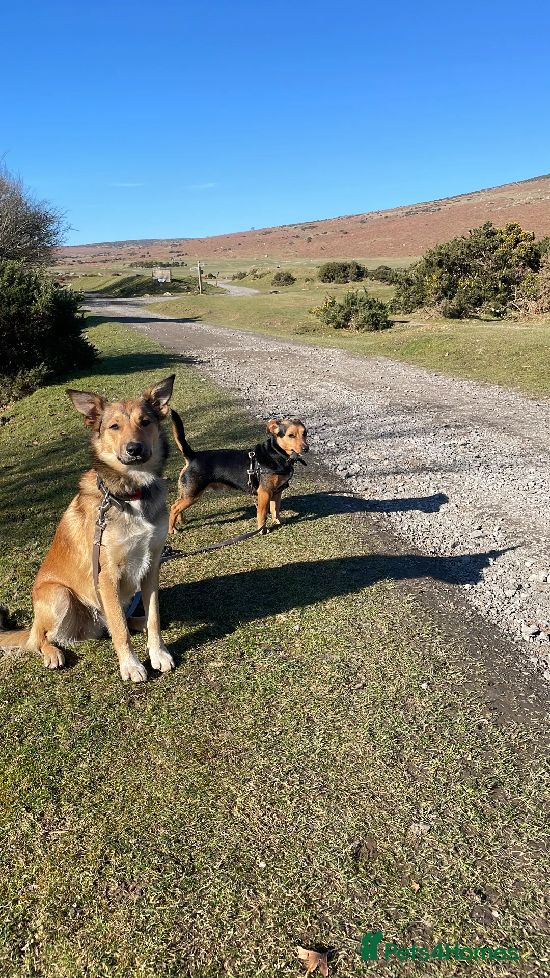 Jack Russell dogs for stud: Jack Russel for Stud Black and Tan - Advert 2