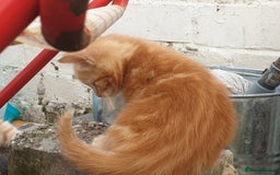 Mixed Breed cats for sale: Adorably beautiful kitten - Image 5