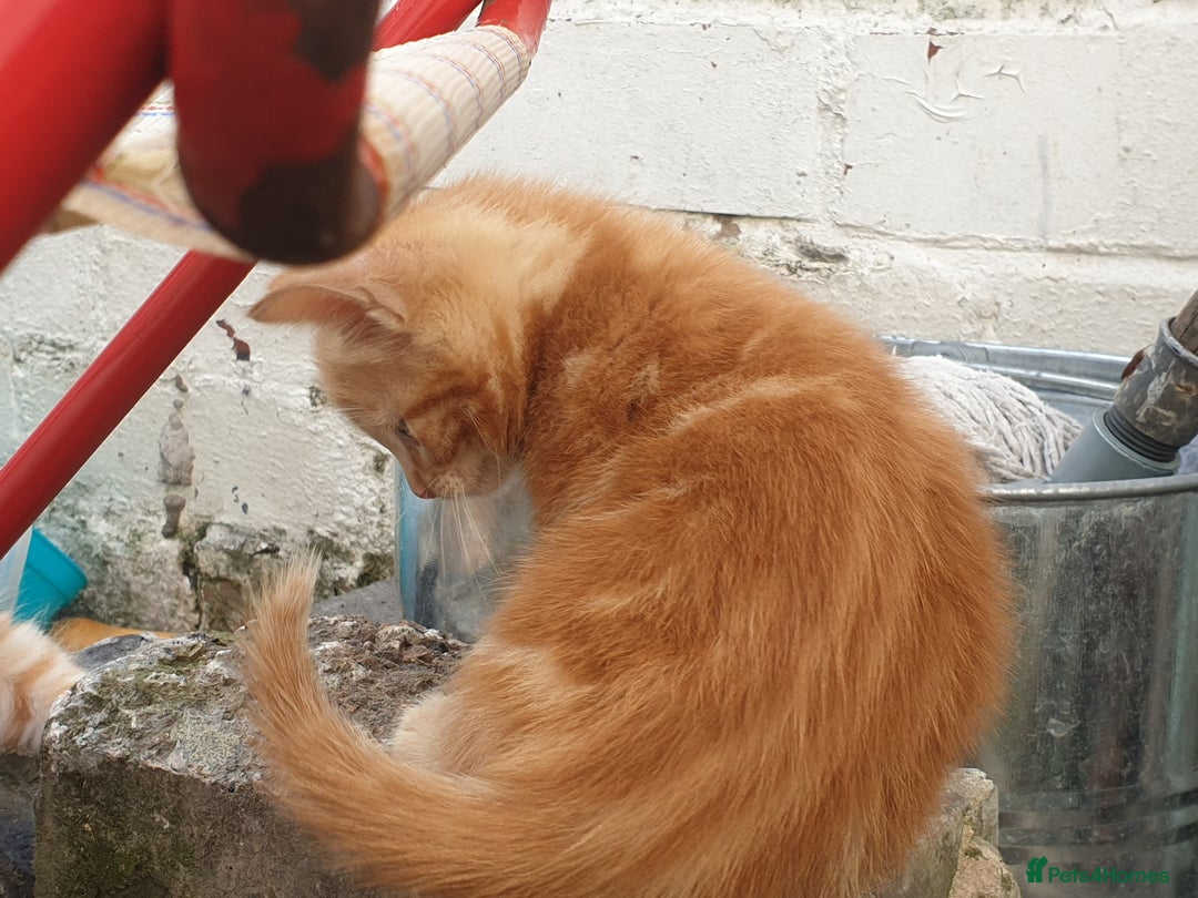 Mixed Breed cats for sale: Adorably beautiful kitten - Image 5