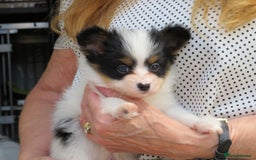 Papillon dogs for sale: 3 lovely Papillon boys  - Image 7
