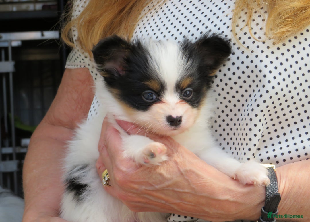 Papillon dogs for sale: 3 lovely Papillon boys  - Image 7