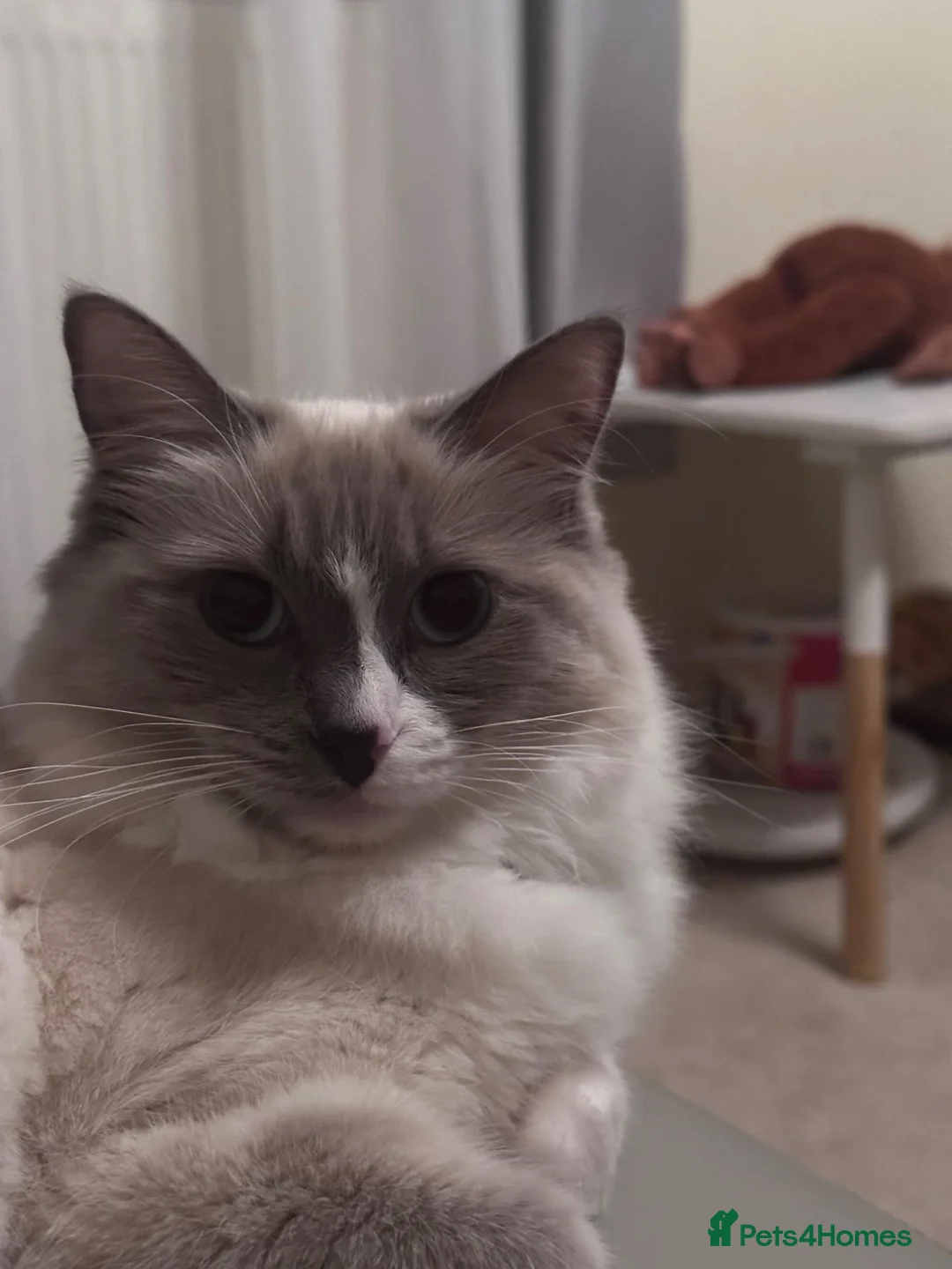 Ragdoll cats for sale: Beautiful Ragdoll Cat Vaccinated & Microchipped  in Leyland - Advert 15