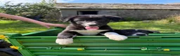 Border Collie dogs for sale: 4 Beautiful Border Collie Pups  in Lancaster - Advert 10