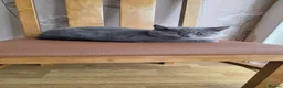 British Shorthair cats for sale: CUTE PEDIGREE BSH SHORTHAIR  - Advert 10