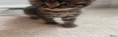 British Shorthair 6