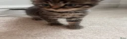 British Shorthair cats for sale: British short hair mix  - Advert 12