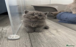 British Shorthair cats for sale:  👑 GCCF Purebred British Shorthair kittens 👑 - Image 3