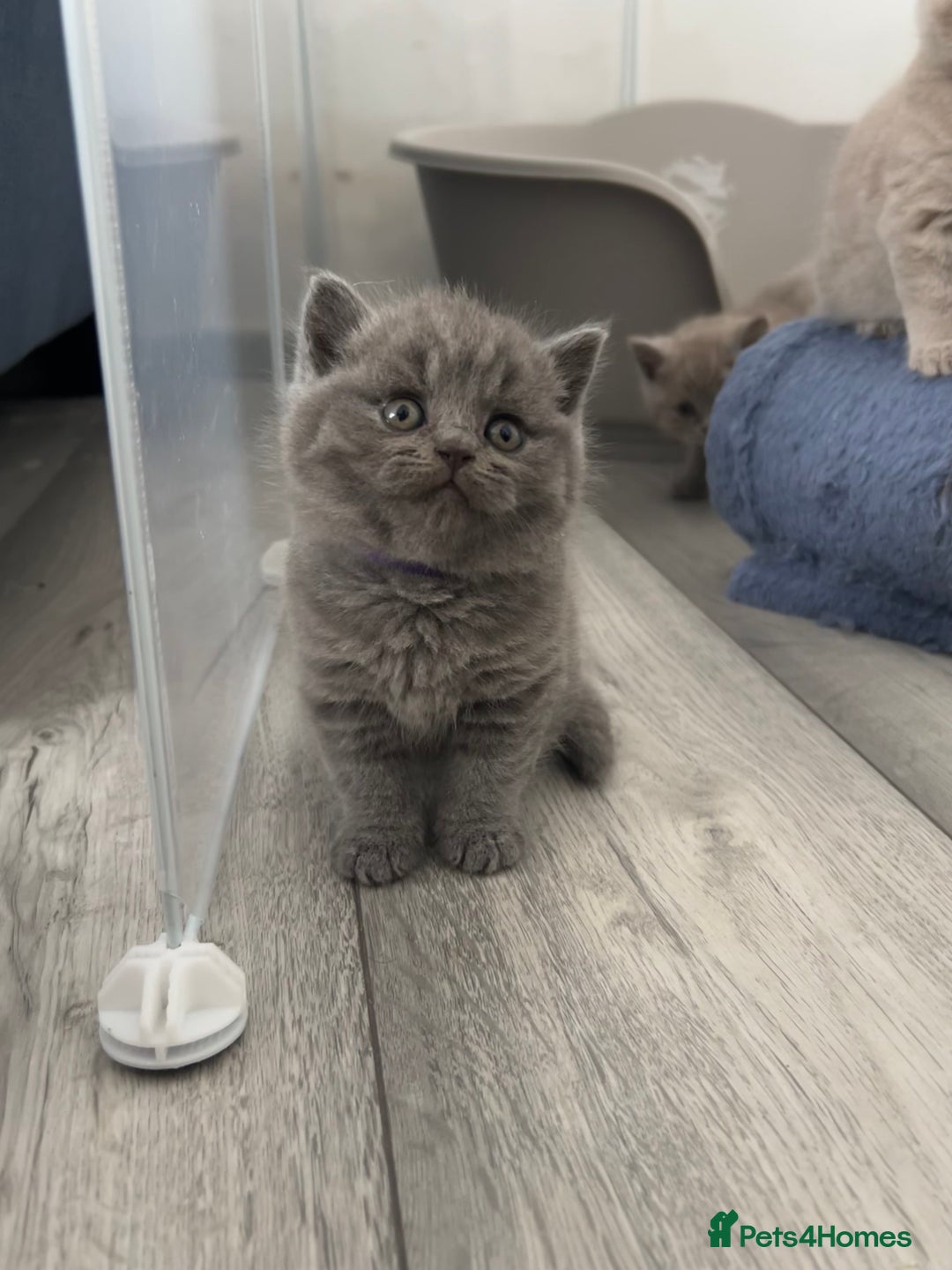 British Shorthair cats for sale:  👑 GCCF Purebred British Shorthair kittens 👑 - Image 3