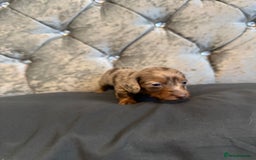 Miniature Dachshund dogs for sale: Miniature dachshund - Image 8