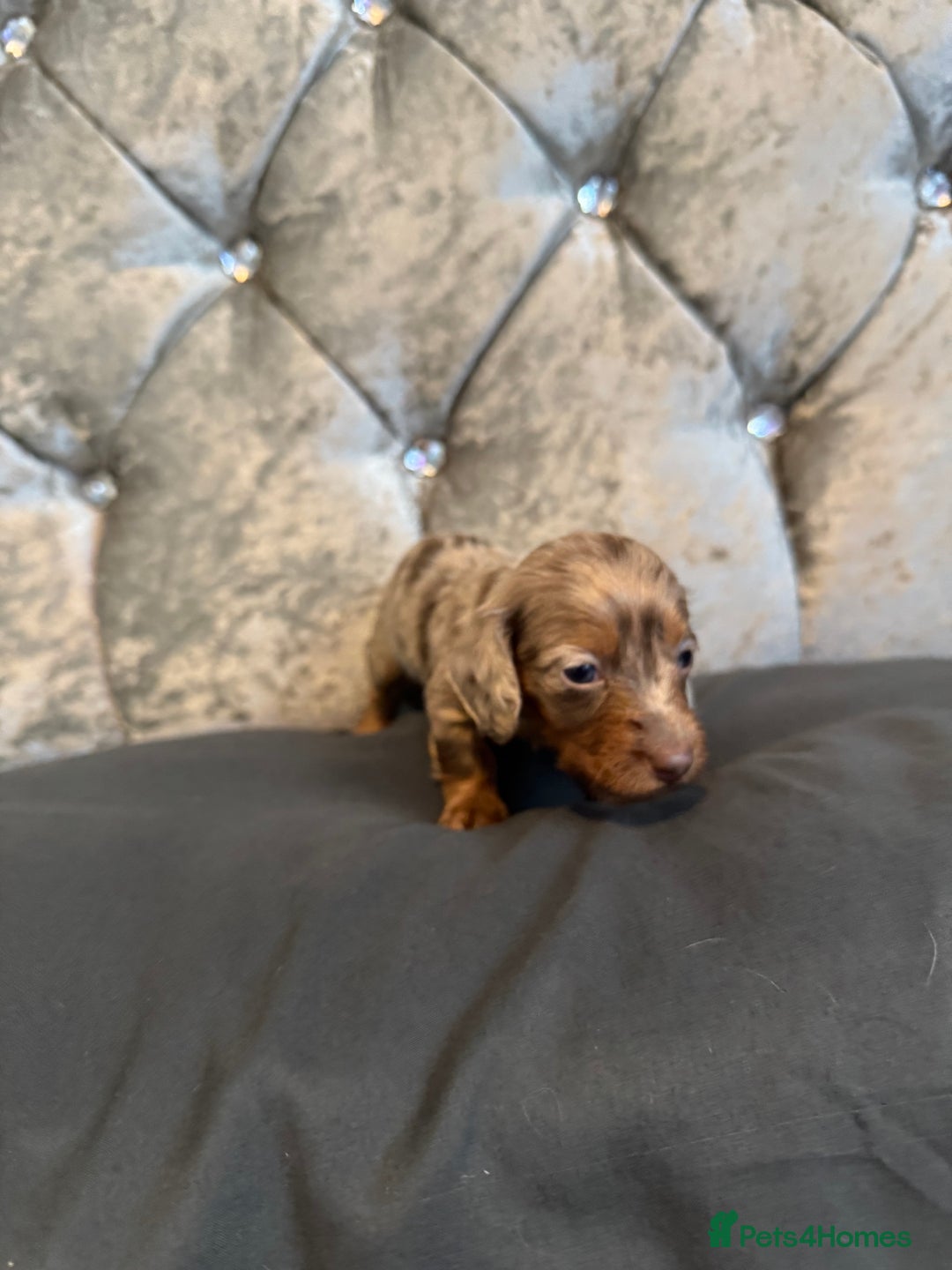 Miniature Dachshund dogs for sale: Miniature dachshund - Image 8