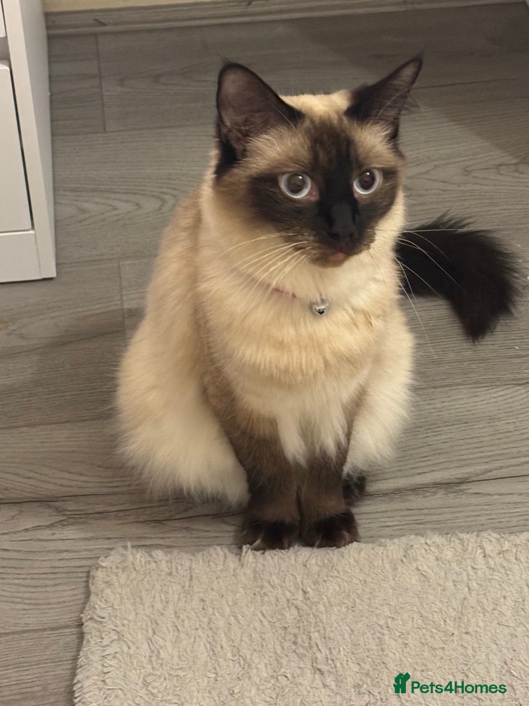 Siamese cats for sale: ‏L5 3QQ - Advert 1