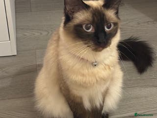 Siamese cats L5 3QQ - Advert 3