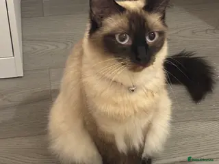 Siamese cats L5 3QQ - Advert 2