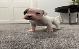 Boxer dogs for sale: KC Registered Boxer Puppies - Image 11