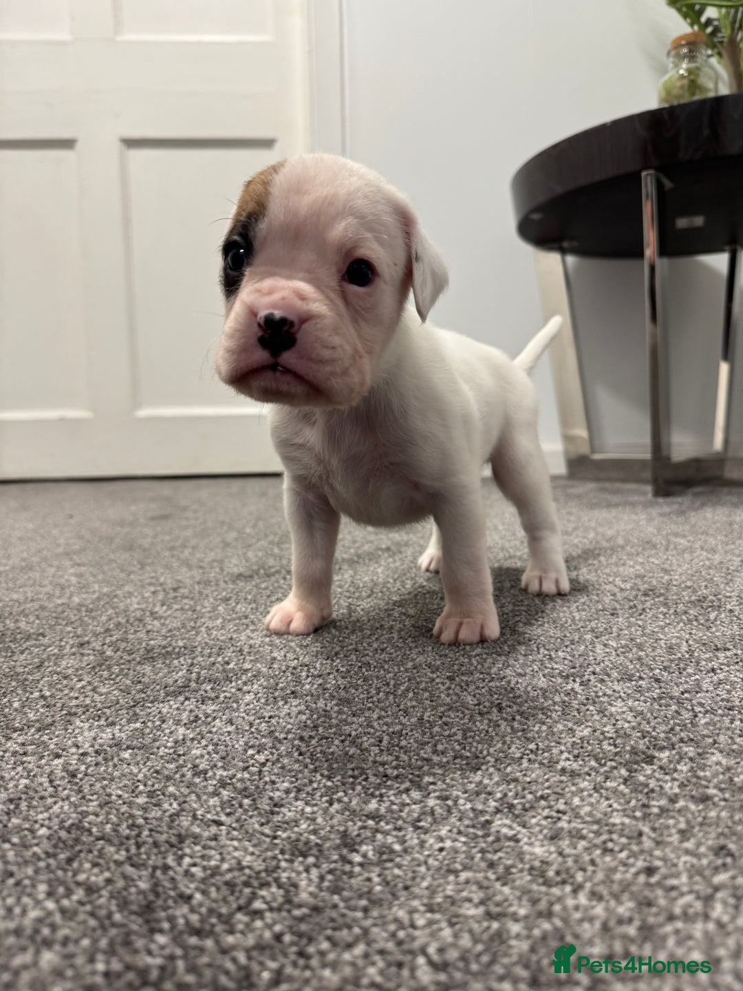 Boxer dogs for sale: KC Registered Boxer Puppies - Image 11