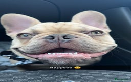 French Bulldog dogs for sale: Beautiful cream boy for re home 🩵 - Image 2