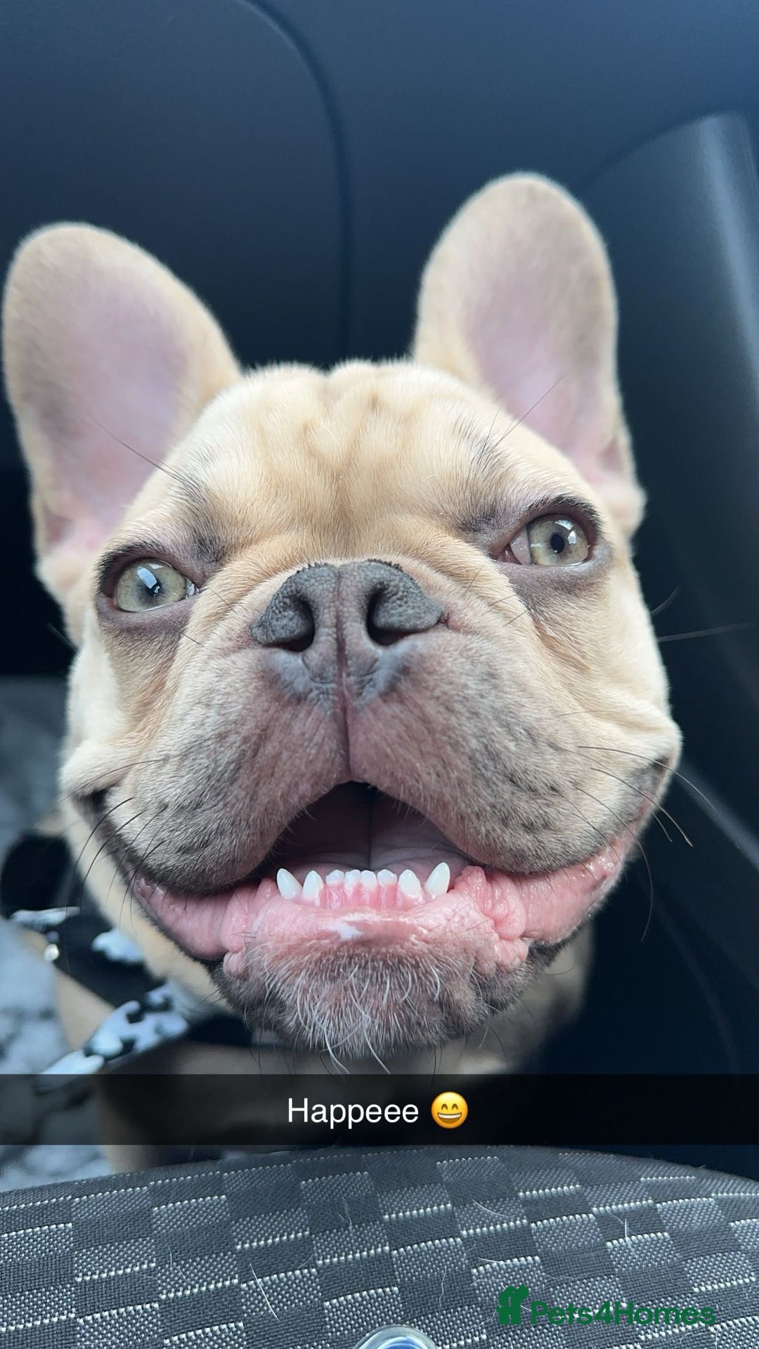 French Bulldog dogs for sale: Beautiful cream boy for re home 🩵 - Image 2