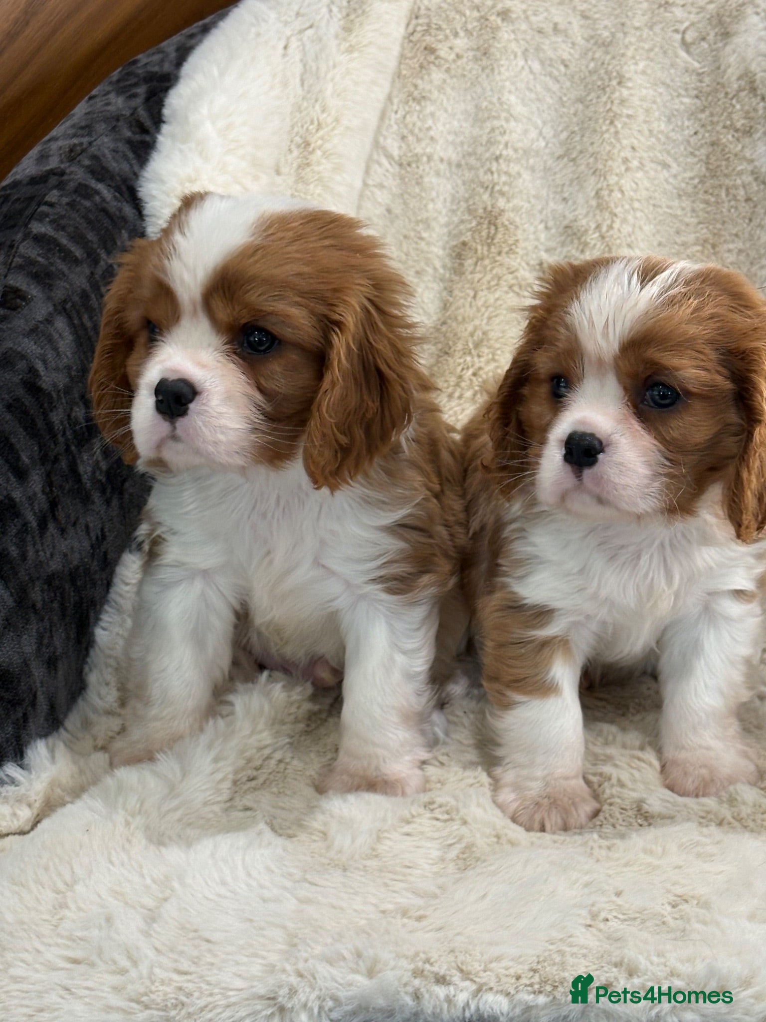 Cavalier King Charles Spaniel dogs Health tested cavalier pups  - Advert 2
