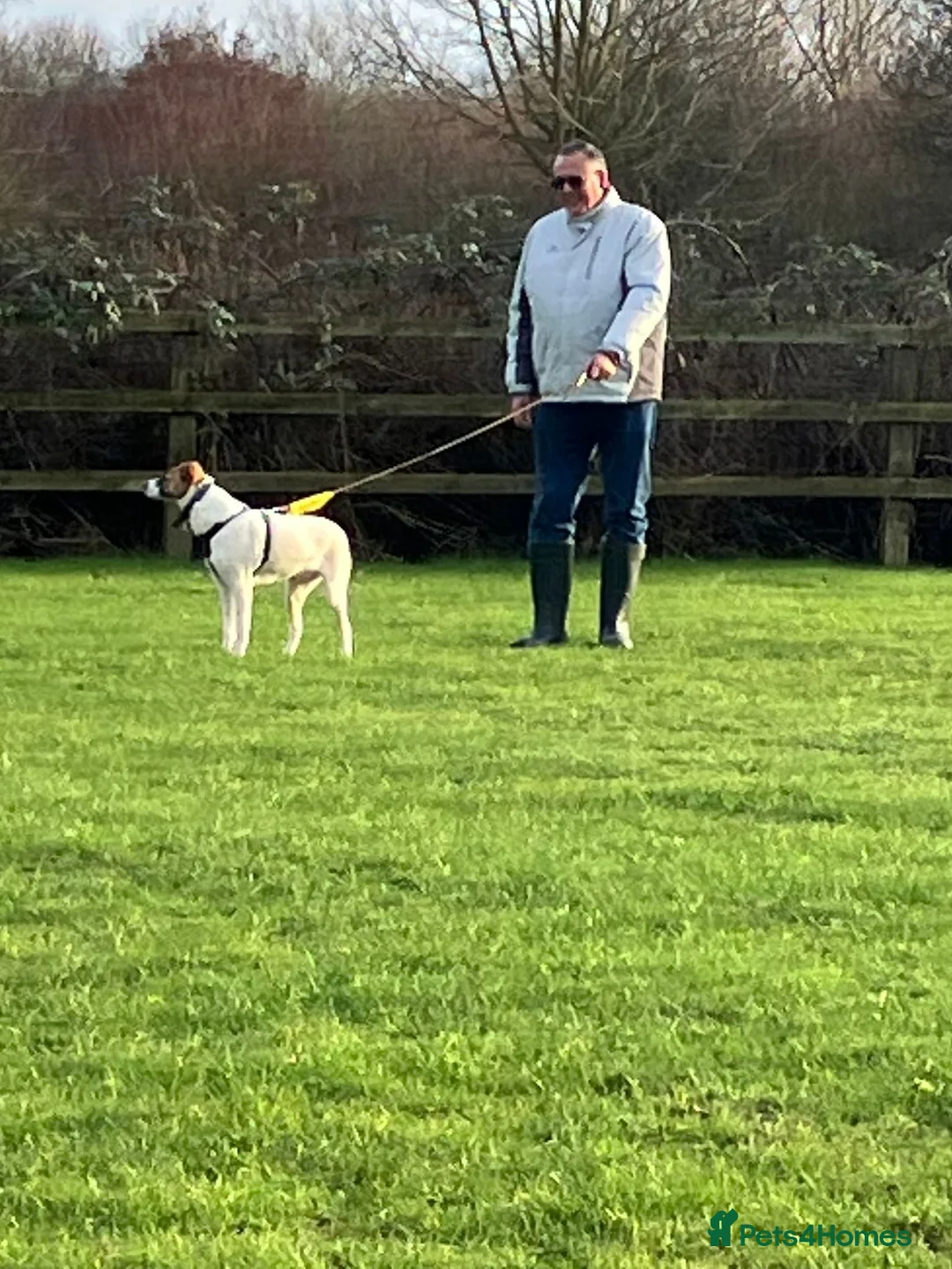 Mixed Breed dogs for adoption: ❤️ZAYKA❤️ 11 months, Playful Spirit, Loving Heart - Advert 17