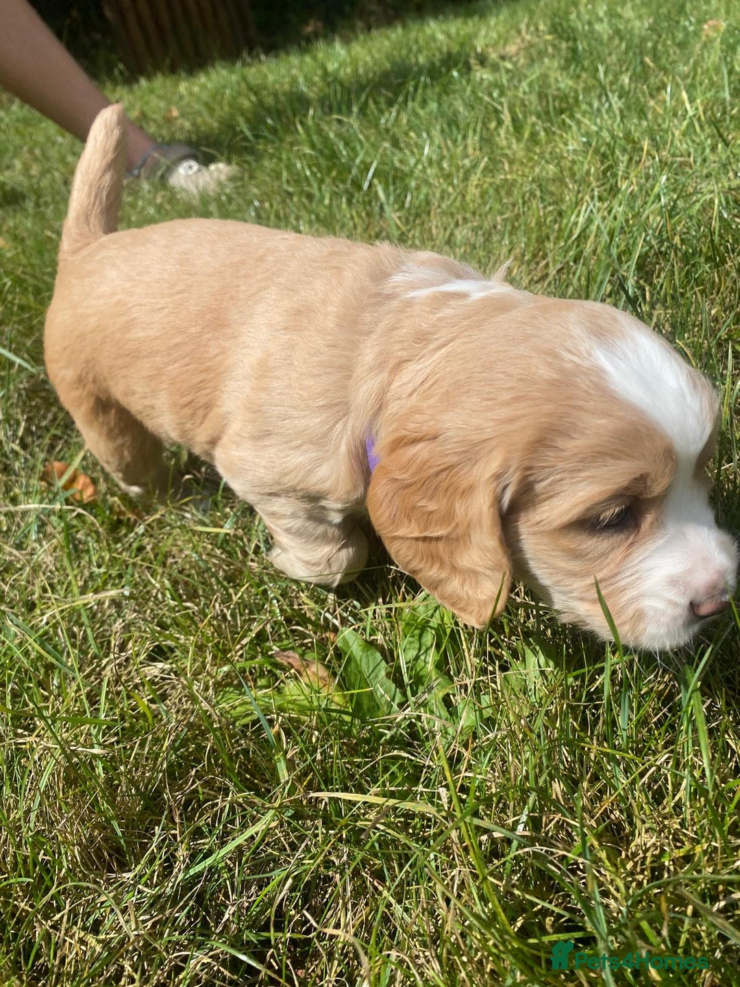 Cocker Spaniel dogs for sale: Golden & Red Working Cocker Spaniel Puppies - Image 35