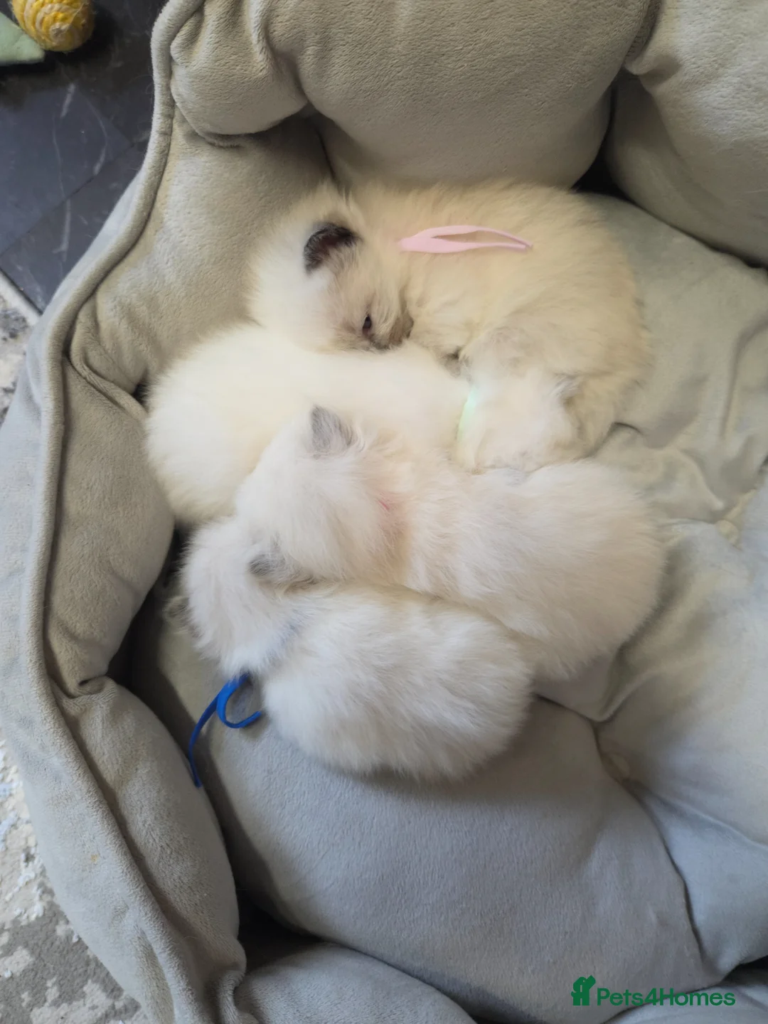 Ragdoll cats for sale: Gccf registered ragdoll kittens  - Advert 17