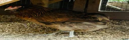 Chickens poultry for sale: Araucana hen - Advert 3