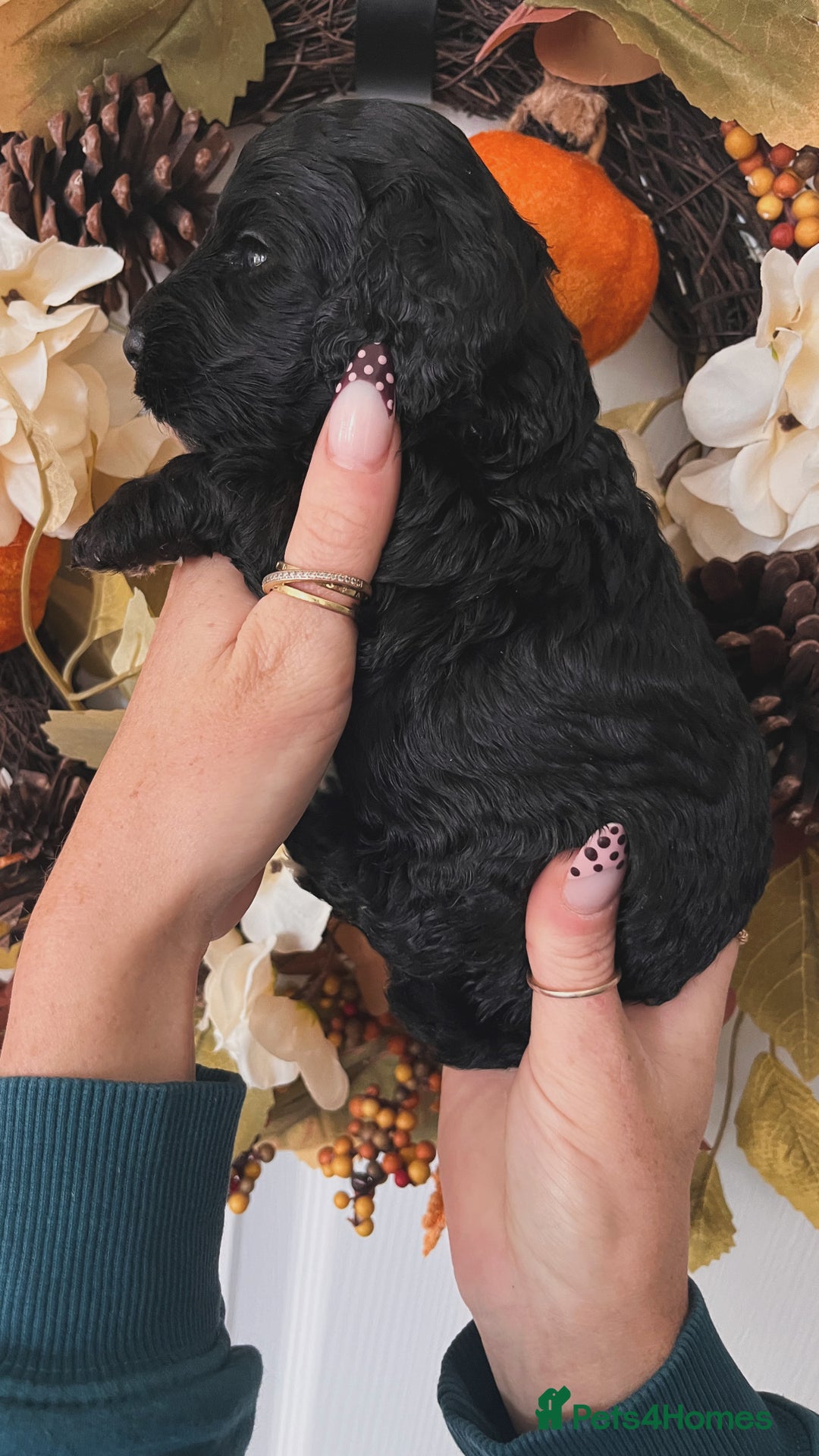 Cockapoo dogs for sale: Cockapoo puppies  - Advert 8