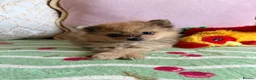 Pomeranian dogs for sale: Teddy bear Pomeranian puppies  - Advert 4