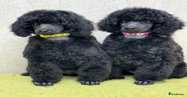 Miniature Poodle dogs Boys,Boys,Boys! Stunning Miniature Poodle Puppies - Advert 2