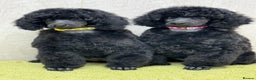 Miniature Poodle dogs for sale: Boys,Boys,Boys! Stunning Miniature Poodle Puppies - Advert 2