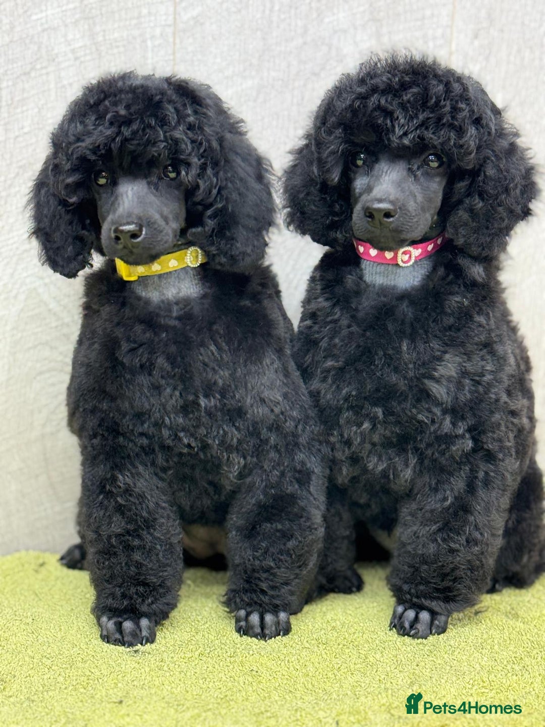 Miniature Poodle dogs for sale: Boys,Boys,Boys! Stunning Miniature Poodle Puppies - Advert 2