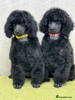Miniature Poodle dogs Boys,Boys,Boys! Stunning Miniature Poodle Puppies - Advert 2