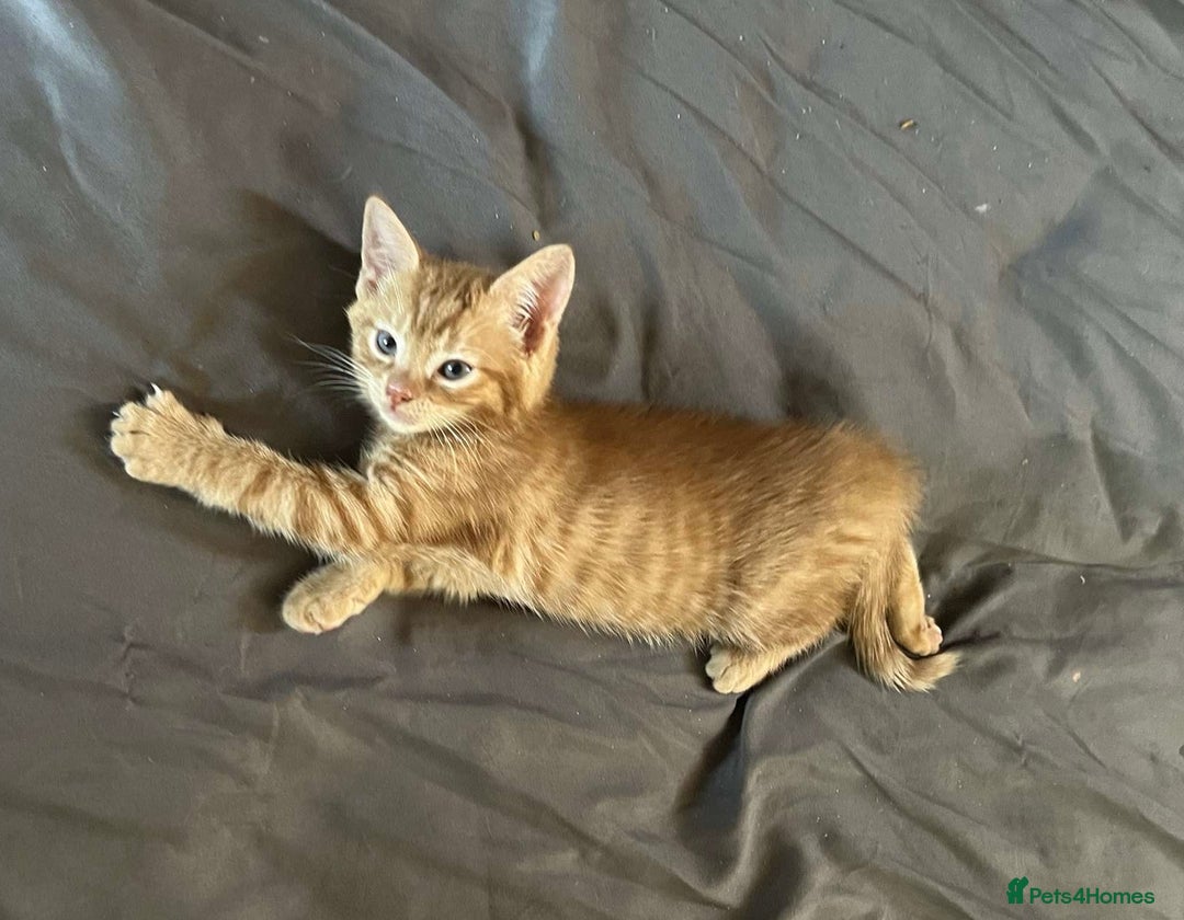 Mixed Breed cats for sale: Beautiful kittens for new homes - Image 4