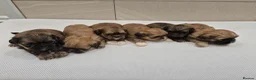 Shih Tzu dogs for sale: Shih Tzu Puppies - Advert 4