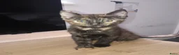 Mixed Breed cats for sale: 3 females and one male  in Rochester - Advert 2