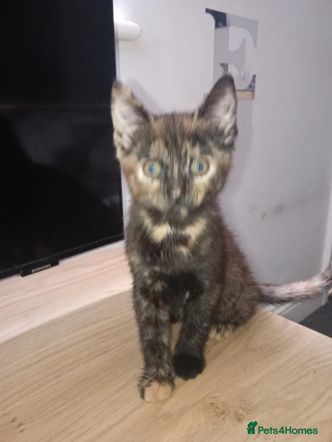 Mixed Breed cats for sale: 3 females and one male  in Rochester - Advert 2