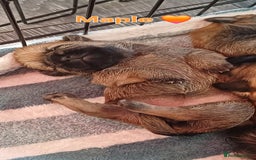 Shih Tzu dogs for sale: Beautiful trio colours Shihtzu puppies 1 left ❤️ - Image 14