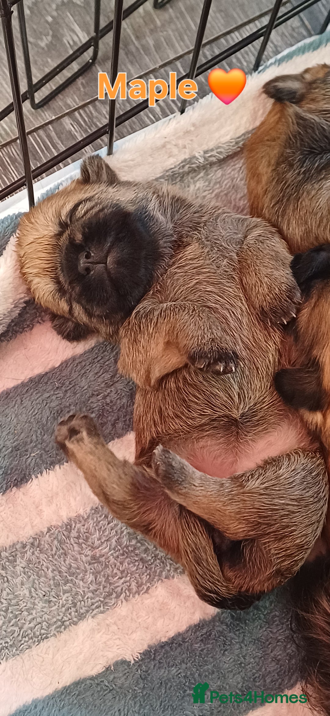 Shih Tzu dogs for sale: Beautiful trio colours Shihtzu puppies 1 left ❤️ - Image 14