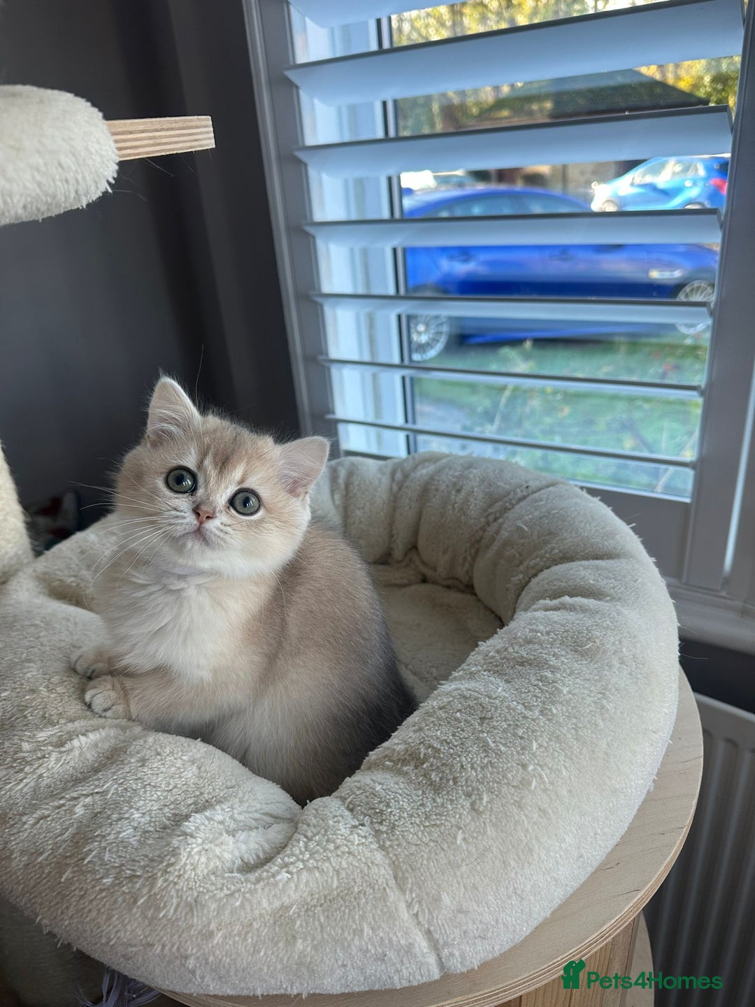 British Shorthair cats for sale: Blue Golden Active Girl - Advert 4
